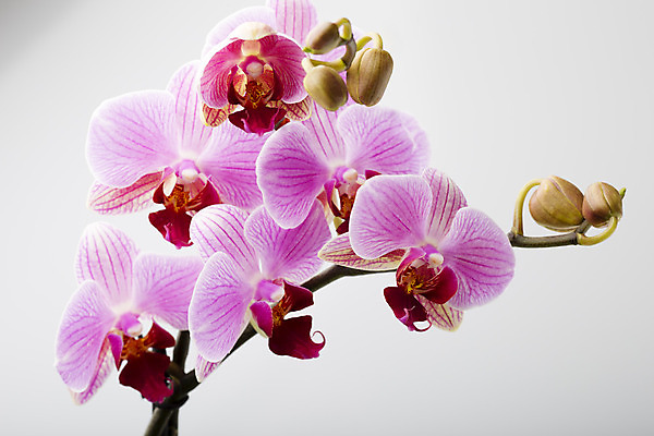 포토 JPG 해외이미지 식물 꽃잎 꽃 줄기 분홍색 백그라운드 자연 사람없음 스파 침묵 봄 난초 오브젝트 장면 해외202004 해외포토 계절 컬러 소리 생태계 파일형식 이미지허브