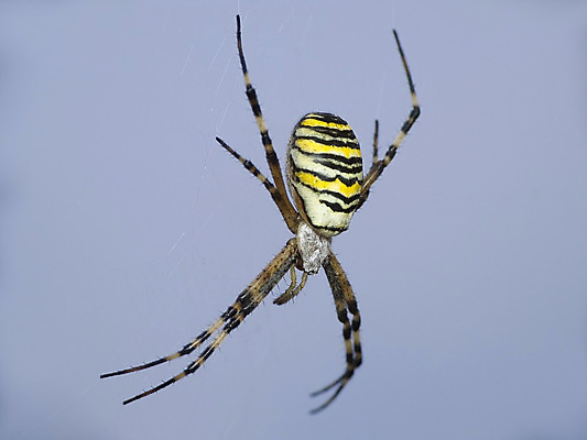 포토 JPG 해외이미지 곤충 자연 사람없음 초록색 거미줄 거미 사냥꾼 해외202004 해외포토 동물 직업 컬러 생태계 파일형식 이미지허브