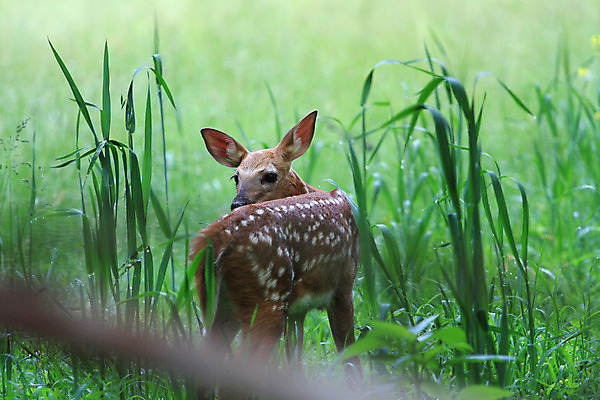 포토 JPG 해외이미지 동물 야생동물 밭 포유류 자연 털 사람없음 야외 머리 흰색 아기 숲 방목 꼬리 귀 동물상 아기사슴 암사슴 해외202004 해외포토 새끼 컬러 농업 사슴 사람 신체부위 조형물 축산업 암컷 생태계 파일형식 이미지허브