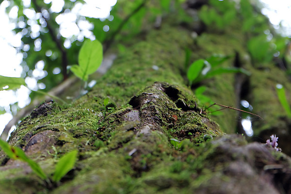 포토 JPG 해외이미지 나무 식물 잎 자연 추상 이끼 사람없음 야외 목재 초록색 환경 봄 흰색 신선 황무지 숲 열대우림 질감 내추럴 해외202004 해외포토 계절 컬러 무늬 재료 생태계 파일형식 이미지허브