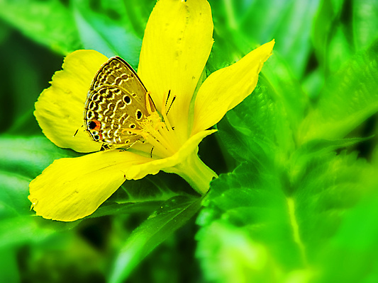 포토 JPG 해외이미지 꽃 나비 잎 오렌지 사람없음 초록색 갈색 노란색 비밀 꽃가루 숨기 많음 해외202004 해외포토 식물 컬러 곤충 컨셉 과일 모션 가루 파일형식 이미지허브