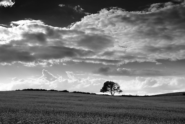 포토 JPG 해외이미지 나무 식물 구름 밭 농업 자연 하늘 흑백 풍경 사람없음 여름 농작물 어둠 침묵 시골 메밀 흐림 수평선 해외202004 해외포토 자연요소 계절 산업 식재료 날씨 촬영기법 소리 생태계 파일형식 이미지허브