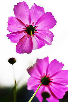 포토 JPG 해외이미지 식물 꽃잎 꽃 분홍색 꽃무늬 밭 자연 풍경 사람없음 장식 초록색 여름 컬러풀 노란색 환경 정원 맑음 보라색 활발 벚꽃 가을 흰색 시골 신선 개화 9월 묘사 코스모스 꽃가루 많음 해외202004 해외포토 계절 컬러 컨셉 무늬 농업 날씨 날짜 가루 생태계 파일형식 이미지허브