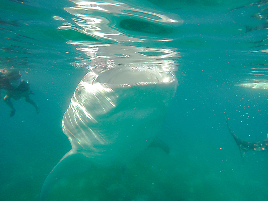 포토 JPG 해외이미지 동물 라이프스타일 아시아 야생동물 바다 여행 백그라운드 신체 자연 표면 휴가 어류 사람 사람없음 야외 물 파란색 태양 반사 여행객 수중 수영 관찰 스노클링 아래 고래 다이빙 부드러움 상어 멸종 거인 내추럴 무료 이국적 해외202004 해외포토 자연요소 나라 컬러 포유류 모션 생활 수중동물 수상스포츠 감각 방향 생태계 위치 수중스포츠 파일형식 이미지허브