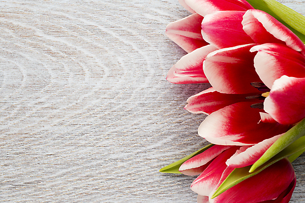 포토 JPG 해외이미지 식물 계절 꽃잎 꽃 줄기 꽃다발 백그라운드 잎 꽃무늬 패턴 자연 탁자 부활절 사람없음 목재 초록색 노란색 머리 봄 활발 튤립 벚꽃 개화 다발 엽서 해외202004 해외포토 나무 기념일 컬러 가구 컨셉 무늬 재료 신체부위 편지 생태계 파일형식 이미지허브