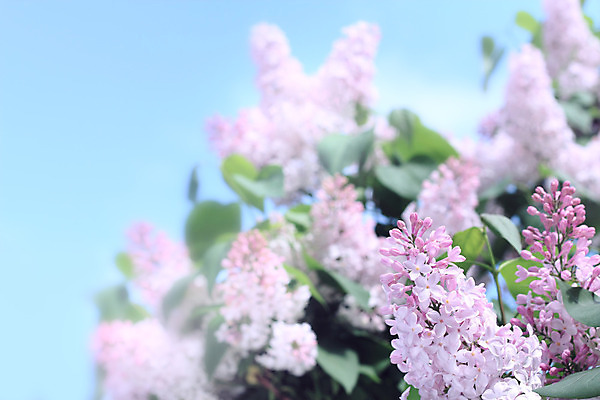 포토 JPG 해외이미지 나무 식물 계절 꽃 분홍색 백그라운드 잎 꽃무늬 자연 하늘 사람없음 야외 초록색 여름 파란색 정원 보라색 봄 벚꽃 나뭇가지 신선 개화 다발 제비꽃 냄새 라일락 내추럴 해외202004 해외포토 컬러 무늬 생태계 파일형식 이미지허브