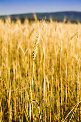 포토 JPG 해외이미지 식물 계절 음식 줄기 밭 농업 자연 씨앗 풍경 사람없음 야외 여름 농작물 햇빛 농경지 노란색 맑음 성장 시골 황금 낟알 땅 시리얼 밀 귀 내추럴 밭일 숙성 호밀 수평선 해외202004 해외포토 산업 컬러 날씨 곡류 신체부위 태양 농장 생태계 파일형식 이미지허브