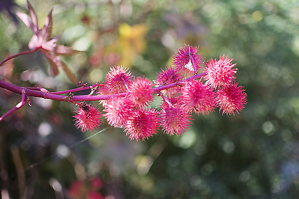 포토 JPG 해외이미지 식물 꽃 분홍색 자연 사람없음 가시 해외202004 해외포토 컬러 생태계 파일형식 이미지허브