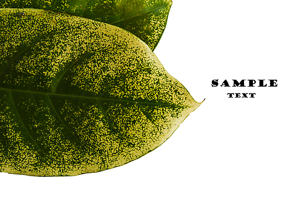 포토 JPG 해외이미지 식물 건축물 계절 선 백그라운드 잎 패턴 자연 추상 세포 건강 사람없음 초록색 환경 봄 성장 신선 변화 척추 묘사 만족 유기농 생태계 질감 심플 정맥 내추럴 광합성 대칭 방법 생태학 엘리먼트 해외202004 해외포토 웰빙 교육 건축 감정 컬러 컨셉 무늬 뼈 혈관 파일형식 이미지허브