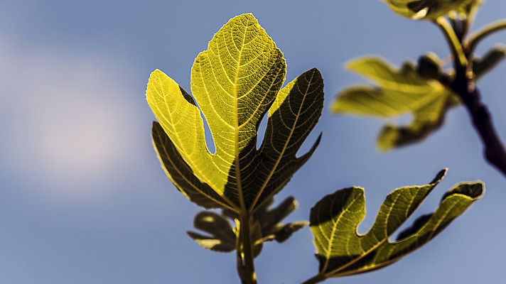 포토 JPG 해외이미지 식물 계절 꽃 실루엣 잎 과일 자연 날씨 휴식 그림자 사람없음 초록색 여름 햇빛 정원 화목 힘 봄 활발 에너지 성장 시골 원예 정맥 무화과 해외202004 해외포토 컬러 컨셉 촬영기법 취미 태양 생태계 혈관 파일형식 이미지허브