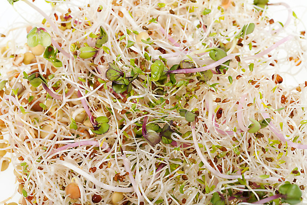 포토 JPG 해외이미지 식물 음식 백그라운드 잎 패턴 농업 다이어트 채소 재료 자연 추상 새로움 건조 건강 종류 씨앗 사람없음 초록색 새싹 주방 샐러드 수확 성장 흰색 신선 그룹 냄비 브로콜리 낟알 시리얼 유기농 질감 날것 뿌리 고립 대두 바이오 채식주의자 총각무 해외202004 해외포토 웰빙 산업 컬러 컨셉 무늬 솥 무 생태계 채식 파일형식 이미지허브