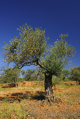 포토 JPG 해외이미지 나무 식물 유럽 밭 농업 과일 자연 건강 사람없음 농장 성장 가을 시골 해충 떨어짐 약초 질병 숲 지중해 묘사 올리브 꽃가루 시스템 상록수 알레르기 백신 제어 해외202004 해외포토 계절 열매 나라 산업 바다 컨셉 의학 풀_식물 벌레 가루 생태계 파일형식 이미지허브
