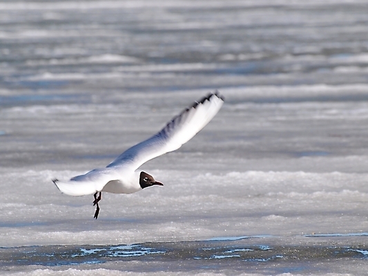 포토 JPG 해외이미지 바다 날개 갈매기 조류 하늘 서기 사람없음 옆모습 물 얼음 깃털 해외202004 해외포토 자연요소 동물 뷰포인트 모션 파일형식 이미지허브