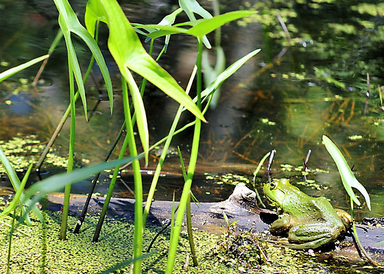 포토 JPG 해외이미지 동물 야생동물 자연 개구리 양서류 사람없음 야외 습지 동물상 해외202004 해외포토 조형물 생태계 파일형식 이미지허브