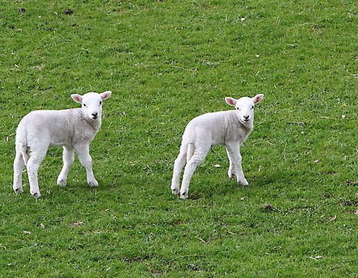 포토 JPG 해외이미지 포유류 사람없음 농장 봄 쌍 양고기 양모 해외202004 해외포토 동물 계절 농업 육류 직물 파일형식 이미지허브