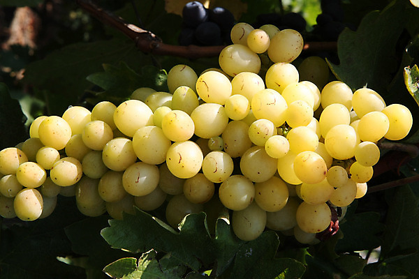 포토 JPG 해외이미지 식물 음식 농업 과일 자연 포도 건강 사람없음 노란색 마을 정원 성장 시골 신선 달콤 유기농 생태계 내추럴 해외202004 해외포토 웰빙 산업 컬러 맛 파일형식 이미지허브