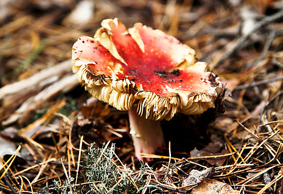 포토 JPG 해외이미지 식물 계절 음식 잎 자연 표면 생물 건강 이끼 사람없음 야외 목재 빨간색 빛 갈색 어둠 버섯 성장 가을 시골 숲 작음 그늘 오브젝트 내추럴 곰팡이 그물버섯 독버섯 캡모자 세련 해외202004 해외포토 나무 모자_잡화 컬러 재료 크기 생태계 파일형식 이미지허브