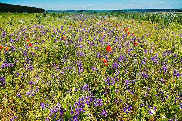 포토 JPG 해외이미지 나무 식물 구름 꽃 백그라운드 잎 밭 농업 자연 하늘 풍경 사람없음 야외 가로 초록색 여름 파란색 농작물 햇빛 태양 농장 머리 우주 환경 침묵 봄 활발 들꽃 자유 시골 신선 땅 데이지 장면 평야 수평선 해외202004 해외포토 자연요소 계절 산업 컬러 컨셉 신체부위 소리 생태계 파일형식 이미지허브