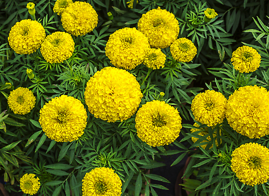 포토 JPG 해외이미지 식물 계절 공원 꽃잎 꽃 백그라운드 잎 꽃무늬 농업 자연 사람없음 초록색 여름 노란색 정원 봄 활발 성장 신선 꽃집 꽃가루 내추럴 강렬 해외202004 해외포토 공공시설 산업 컬러 컨셉 무늬 상점 가루 생태계 파일형식 이미지허브