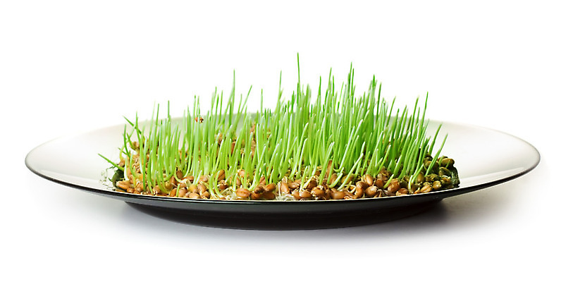 포토 JPG 해외이미지 식물 접시 화초 음식 백그라운드 컨셉 잎 농업 자연 새로움 건강 그림자 씨앗 사람없음 가로 초록색 여름 농작물 노란색 새싹 봄 성장 흰색 신선 낟알 밀 오브젝트 유기농 생태계 뿌리 개발 고립 모종 바이탈 채식주의자 해외202004 해외포토 식기 웰빙 계절 산업 컬러 곡류 채식 파일형식 이미지허브