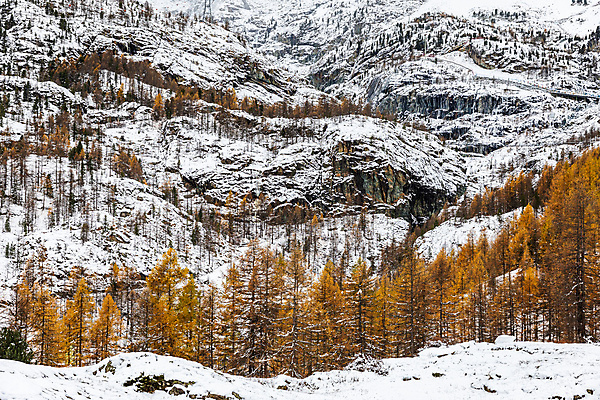 포토 JPG 해외이미지 나무 계절 유럽 겨울 오렌지 자연 날씨 산 안테나 풍경 경사 사람없음 목재 냉동 얼음 추위 가을 흰색 소나무 분위기 정상 숲 시원함 스위스 언덕 산등성이 서리 알프스 내추럴 절정 눈내림 해외202004 해외포토 자연요소 식물 나라 컬러 컨셉 과일 재료 통신 눈_날씨 생태계 파일형식 이미지허브