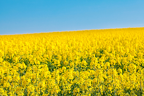 포토 JPG 해외이미지 주간 꽃밭 봄꽃 자연 하늘 풍경 사람없음 야외 봄 유채 유채밭 해외202004 해외포토 자연요소 계절 꽃 밭 생태계 파일형식 이미지허브