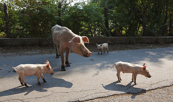 포토 JPG 해외이미지 동물 행복 도로 여행 농업 포유류 엄마 휴가 사람없음 야외 맑음 이탈리아 자유 시골 돼지 9월 뿌리기 먼지 무료 밭일 해외202004 해외포토 감정 유럽 산업 길 컨셉 가족 교통시설 모션 날씨 날짜 파일형식 이미지허브
