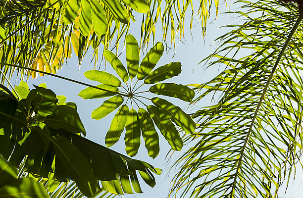 포토 JPG 해외이미지 나무 백그라운드 잎 자연 하늘 손바닥 그림자 사람없음 초록색 여름 빛 태양 뜨거움 숲 시원함 아래 부드러움 해외202004 해외포토 자연요소 식물 손 계절 컬러 감각 방향 생태계 위치 파일형식 이미지허브