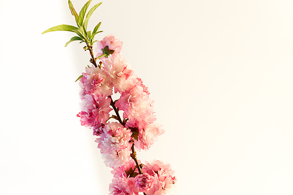 포토 JPG 해외이미지 식물 꽃잎 꽃 분홍색 백그라운드 자연 벽지 휴가 발렌타인데이 사랑 사람없음 초록색 농장 장미 정원 봄 벚꽃 흰색 신선 고립 해외202004 해외포토 계절 감정 컬러 농업 데이이벤트 생태계 파일형식 이미지허브