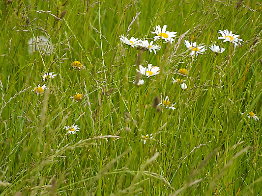 포토 JPG 해외이미지 꽃 줄기 자연 사람없음 초록색 흰색 편지 캐모마일 해외202004 해외포토 식물 컬러 허브 생태계 파일형식 이미지허브