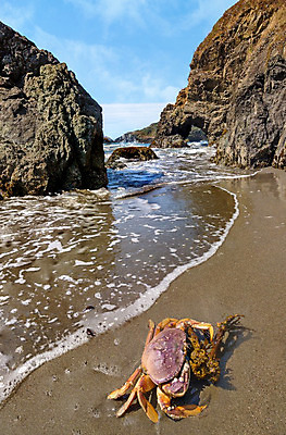 포토 JPG 해외이미지 동물 야생동물 파도 바다 섬 여행 백그라운드 자연 하늘 풍경 사람없음 야외 물 태양 황혼 새벽 게 바위 만 황금 해외202004 해외포토 자연요소 갑각류 일몰 돌_바위 생태계 파일형식 이미지허브