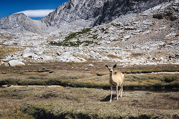포토 JPG 해외이미지 동물 공원 여행 자연 휴가 사슴 산 국립공원 풍경 사람없음 야외 여름 환경 미국 하이킹 황무지 고독 보호 숲 배낭여행 캘리포니아 암초 멀리 기후변화 생태학 해외202004 해외포토 계절 공공시설 교육 감정 컨셉 북아메리카 포유류 레저 날씨 변화 생태계 파일형식 이미지허브