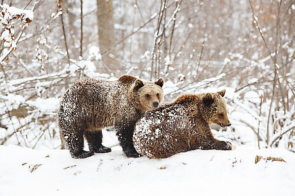 포토 JPG 해외이미지 동물 1 공원 야생동물 새끼 바다 캐나다 겨울 장난 곰 포유류 가족 자연 놀이 엄마 털 사람없음 야외 부모 환경 추위 흰색 아기 작음 북극 각도 육식동물 내추럴 전국 해외202004 해외포토 계절 공공시설 컬러 북아메리카 관계 사람 크기 극지방 생태계 파일형식 이미지허브