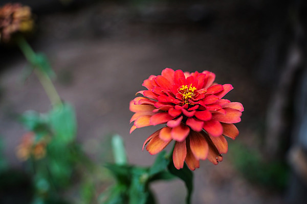 포토 JPG 해외이미지 식물 꽃잎 꽃 분홍색 꽃다발 백그라운드 잎 꽃무늬 오렌지 자연 국화 사람없음 야외 장식 빨간색 초록색 노란색 정원 봄 벚꽃 흰색 개화 닫기 원예 디테일 해외202004 해외포토 계절 컬러 무늬 과일 모션 취미 생태계 파일형식 이미지허브