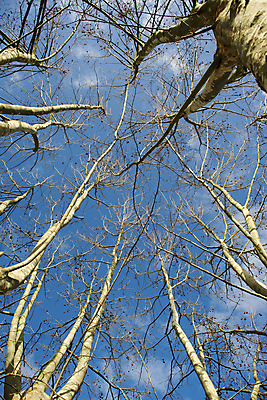 포토 JPG 해외이미지 나무 식물 구름 계절 겨울 자연 하늘 건조 풍경 사람없음 파란색 추위 가을 나뭇가지 장면 나무껍질 플라타너스 해외202004 해외포토 자연요소 컬러 껍질 생태계 파일형식 이미지허브
