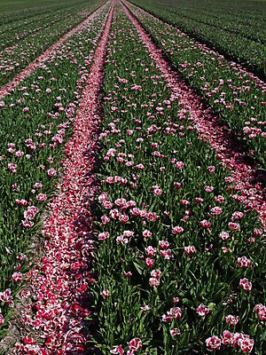 포토 JPG 해외이미지 식물 계절 공원 기념일 꽃잎 꽃 파도 줄기 분홍색 꽃다발 백그라운드 잎 꽃무늬 밭 자연 엄마 부활절 선물 사랑 사람없음 빨간색 초록색 여름 컬러풀 농장 우주 정원 보라색 봄 튤립 벚꽃 생일 닫기 네덜란드 내추럴 암스테르담 해외202004 해외포토 공공시설 감정 유럽 바다 컬러 무늬 농업 가족 모션 이벤트 생태계 파일형식 이미지허브