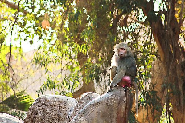 포토 JPG 해외이미지 동물 1 계절 공원 얼굴 여행 백그라운드 포유류 아프리카 자연 생물 털 동물원 이집트 종류 미술 동양인 풍경 사람없음 야외 초록색 갈색 환경 원숭이 표현 숲 모피 먹기 유인원 포트폴리오 해외202004 해외포토 공공시설 나라 컬러 모션 문화예술 인종 신체부위 생태계 파일형식 이미지허브