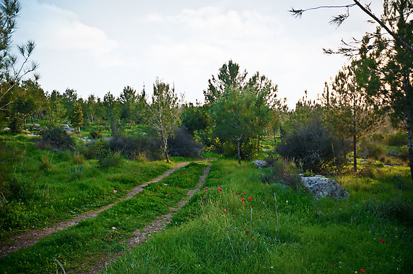 포토 JPG 해외이미지 계절 아시아 도로 길 지구 여행 밭 농업 중동 자연 하늘 그림자 씨앗 풍경 사람없음 야외 여름 파란색 햇빛 농장 농경지 계곡 흙 봄 사막 시골 황무지 그늘 땅 만취 뿌리기 먼지 지역 진흙 땅바닥 밭일 아네모네 이스라엘 팔레스타인 세련 해외202004 해외포토 식물 꽃 나라 산업 컬러 교통시설 모션 바닥 태양 생태계 서아시아 술취함 파일형식 이미지허브