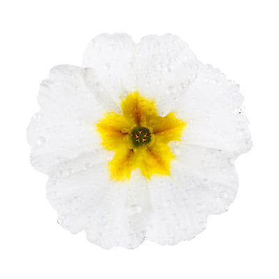 포토 JPG 해외이미지 식물 디자인 계절 꽃잎 꽃 백그라운드 꽃무늬 패턴 자연 부활절 선물 사람없음 노란색 머리 봄 벚꽃 흰색 물방울 이슬 자르기 싱글 고립 프리뮬러 벨벳 해외202004 해외포토 기념일 컬러 무늬 모션 신체부위 실크 생태계 파일형식 이미지허브