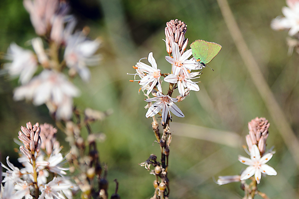 포토 JPG 해외이미지 식물 구름 꽃잎 꽃 유럽 줄기 나비 꽃무늬 밭 자연 하늘 산 풍경 사람없음 초록색 여름 맑음 봄 이탈리아 활발 들꽃 벚꽃 흰색 시골 개화 다발 지중해 허브 묘사 신화 내추럴 목가 해외202004 해외포토 자연요소 계절 나라 바다 컬러 곤충 컨셉 무늬 농업 날씨 생태계 파일형식 이미지허브