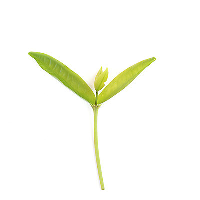 포토 JPG 해외이미지 나무 식물 계절 공원 백그라운드 잎 자연 풍경 사람없음 야외 장식 초록색 여름 노란색 우주 정원 봄 가을 흰색 나뭇가지 차 숲 질감 내추럴 고립 대패 떠남 해외202004 해외포토 공공시설 음료 컬러 모션 생태계 파일형식 이미지허브