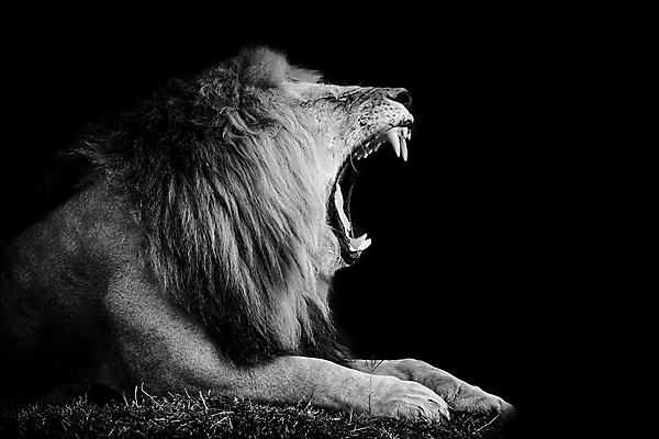 포토 JPG 해외이미지 동물 공원 남자 얼굴 야생동물 백그라운드 포유류 아프리카 자연 털 흑백 사람없음 야외 머리 환경 검은색 고양이 힘 흰색 입 황무지 닫기 위험 사자 큼 왕 사파리 리더 육식동물 갈기 사냥꾼 멸종 케냐 사자자리 웅장함 해외202004 해외포토 직업 공공시설 나라 컬러 컨셉 모션 촬영기법 사람 신체부위 반려동물 별자리 크기 생태계 파일형식 이미지허브