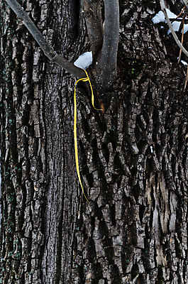 포토 JPG 해외이미지 나무 리본 넥타이 거리 군대 주택 사람없음 노란색 평화 미국 희망 기다림 심볼 사인 군용 전쟁 커뮤니티 육군 경례 환영 영웅 병정 이웃 애국심 명예 옛날 의무 지원 추모 해외202004 해외포토 식물 잡화 감정 컬러 컨셉 북아메리카 모션 건물 인사 파일형식 이미지허브