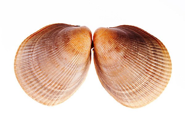 포토 JPG 해외이미지 모양 동물 바다 자연 조개 연체동물 골격 사람없음 물 환경 수중 껍질 흰색 중앙 호주 생태계 인도네시아 기념품 태평양 인도양 몰디브 카리브해 내추럴 고립 생태학 이국적 핵심 해외202004 해외포토 자연요소 교육 아시아 컬러 어패류 무척추동물 오세아니아 오브젝트 파일형식 이미지허브