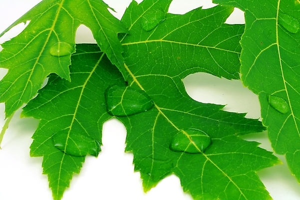 포토 JPG 해외이미지 나무 식물 줄기 단풍 잎 자연 사람없음 야외 초록색 물 평화 환경 정원 활발 젖음 흰색 물방울 신선 닫기 떨어짐 이슬 작음 수분 순수 묘사 유기농 부드러움 내추럴 고립 블러 생태학 해외202004 해외포토 자연요소 웰빙 교육 컬러 컨셉 모션 감각 크기 생태계 파일형식 이미지허브