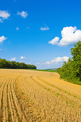 포토 JPG 해외이미지 나무 식물 구름 계절 음식 밭 농업 자연 하늘 옥수수 풍경 사람없음 야외 여름 파란색 농작물 햇빛 농장 농경지 노란색 맑음 수확 성장 가을 시골 원형 황금 낟알 땅 자르기 시리얼 밀 장면 뭉치 밀짚 내추럴 밭일 수평선 해외202004 해외포토 자연요소 도형 산업 컬러 모션 날씨 곡류 태양 짚 생태계 파일형식 이미지허브