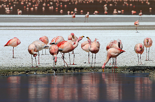 포토 JPG 해외이미지 동물 호수 야생동물 분홍색 백그라운드 날개 자연 조류 산 풍경 사람없음 빨간색 물 컬러풀 머리 미국 흰색 그룹 플라밍고 깃털 부리 소금 칠레 남쪽 내추럴 볼리비아 수유 이국적 전국 해외202004 해외포토 자연요소 컬러 북아메리카 아메리카 신체부위 남아메리카 방향 생태계 파일형식 이미지허브