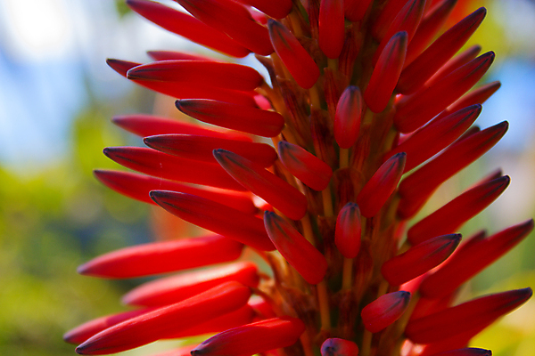 포토 JPG 해외이미지 식물 공원 꽃 분홍색 잎 자연 사람없음 야외 장식 빨간색 초록색 여름 정원 보라색 활발 성장 벚꽃 화단 해외202004 해외포토 계절 공공시설 컬러 컨셉 생태계 파일형식 이미지허브