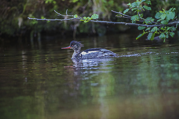 포토 JPG 해외이미지 동물 척추동물 여자 호수 야생동물 바다 자연 조류 생물 오리 노르웨이 사람없음 빨간색 초록색 물 강 환경 흰색 잠수부 보호 깃털 물새 동물상 생태학 해외202004 해외포토 자연요소 교육 유럽 컬러 컨셉 사람 조형물 전문직 생태계 파일형식 이미지허브