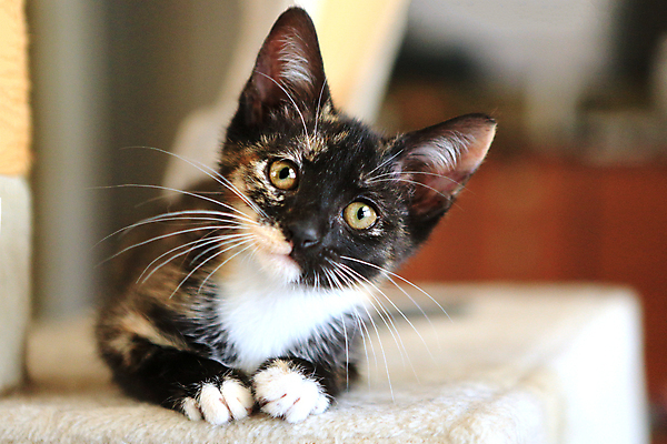 포토 JPG 해외이미지 동물 장난 발 짧은머리 사람없음 반려동물 고양이 아기 점 얼룩 달콤 호기심 동반자 입양 해외202004 해외포토 헤어스타일 감정 컨셉 포유류 사람 신체부위 맛 파일형식 이미지허브